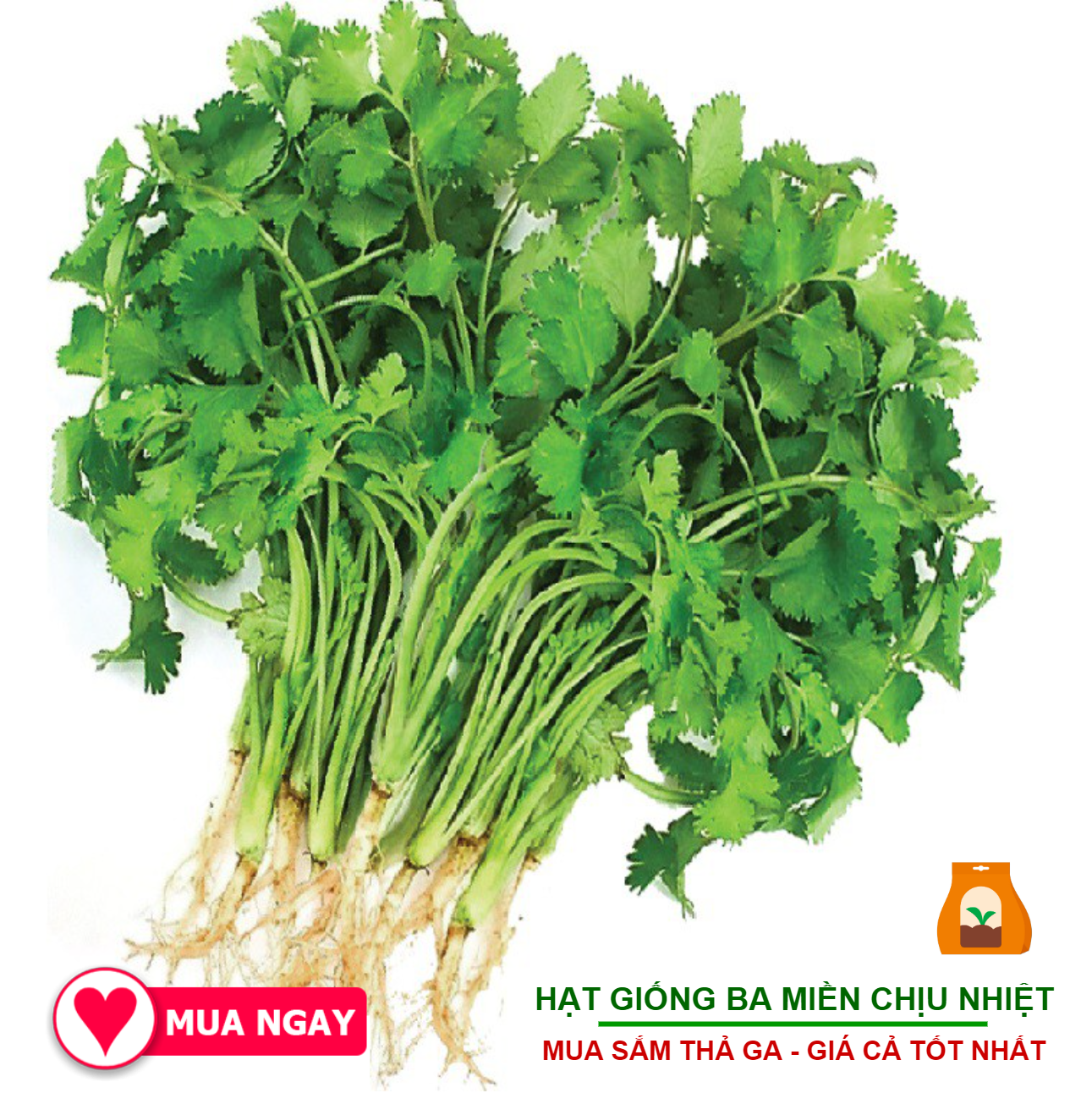 Hạt Giống Ngò Hạt Nhỏ Rạng Đông 20Gram