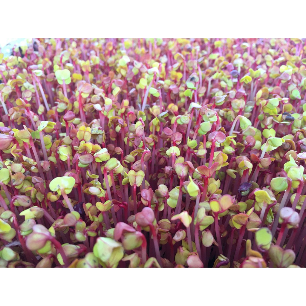 HẠT GIỐNG RAU MẦM CỦ CẢI ĐỎ 50 GRAM