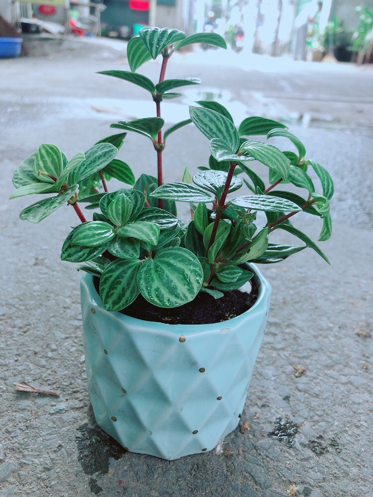 Chậu Cây Kim Cương Hột Xoàn