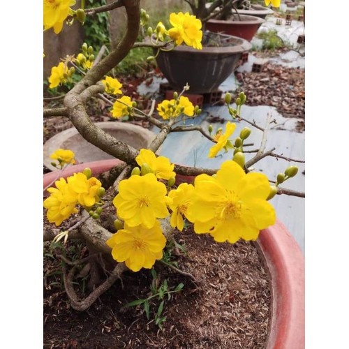 Mai Vàng Đại Lộc Bonsai (Hoa Tết 2022)