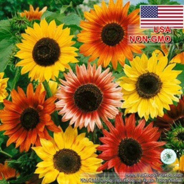 HG02 GÓI Hạt Giống Hoa Hướng Dương Lùn ( 30 hạt) ĐẾN MÙA TRỒNG TẾT