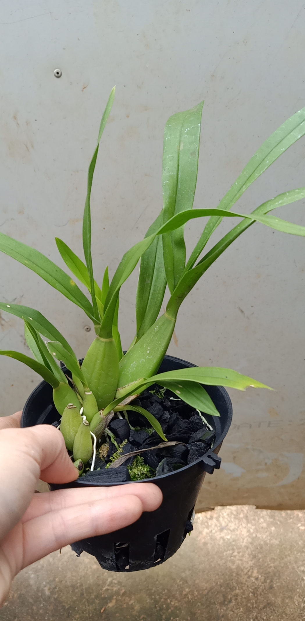 Hoa lan vũ nữ NHỆN TÍM- chậu trưởng thành