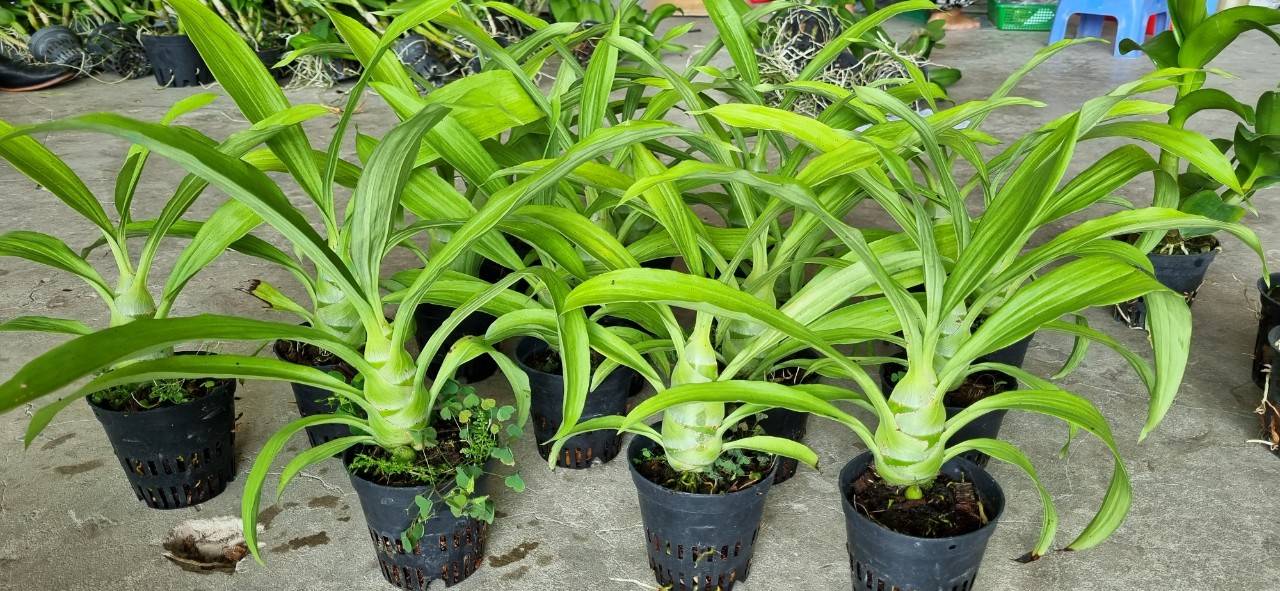 Thiên nga đen_Chậu F12
