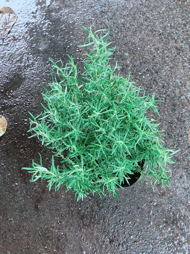 Hương Thảo Lớn