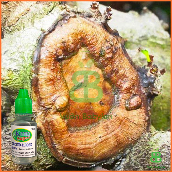Kích Mầm Hoa Lan Keiki Duy Spray