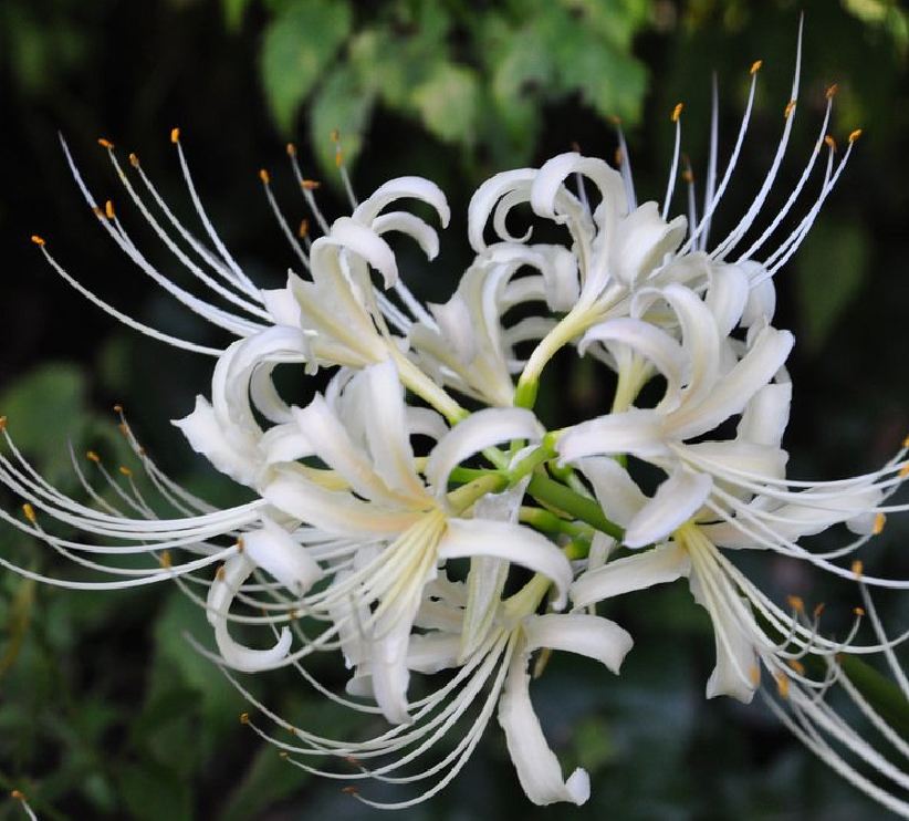 Củ giống hoa bỉ ngạn hoa màu trắng ( 1 củ )[Seeds]