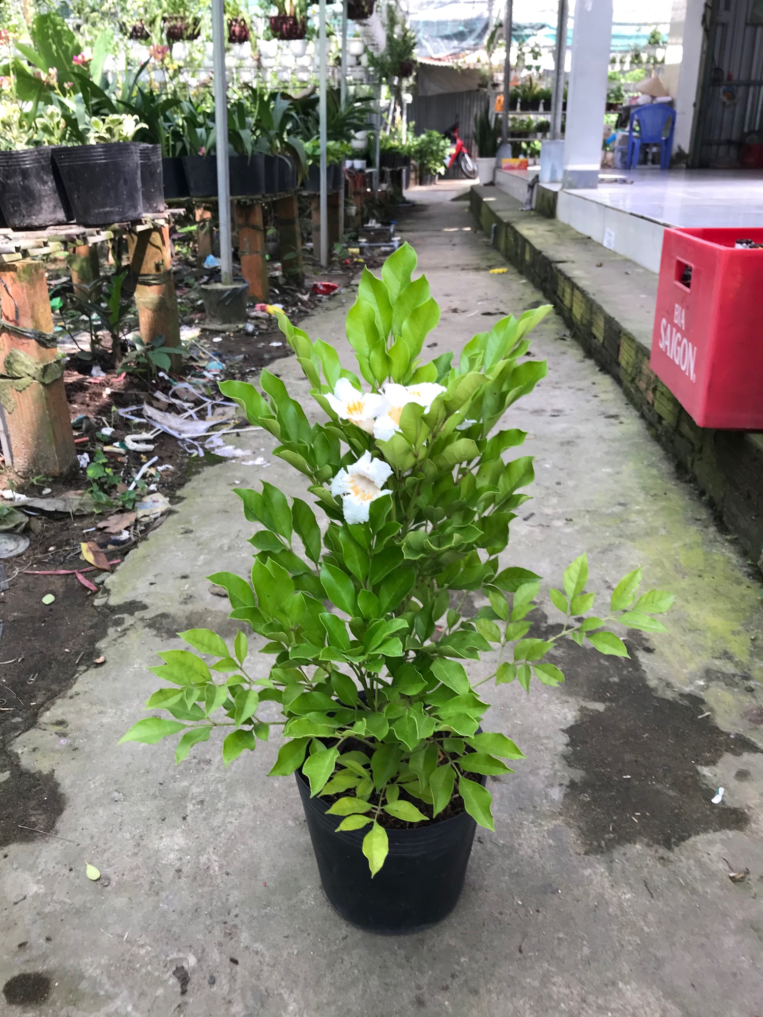 Nguyệt quế thái hoa thơm
