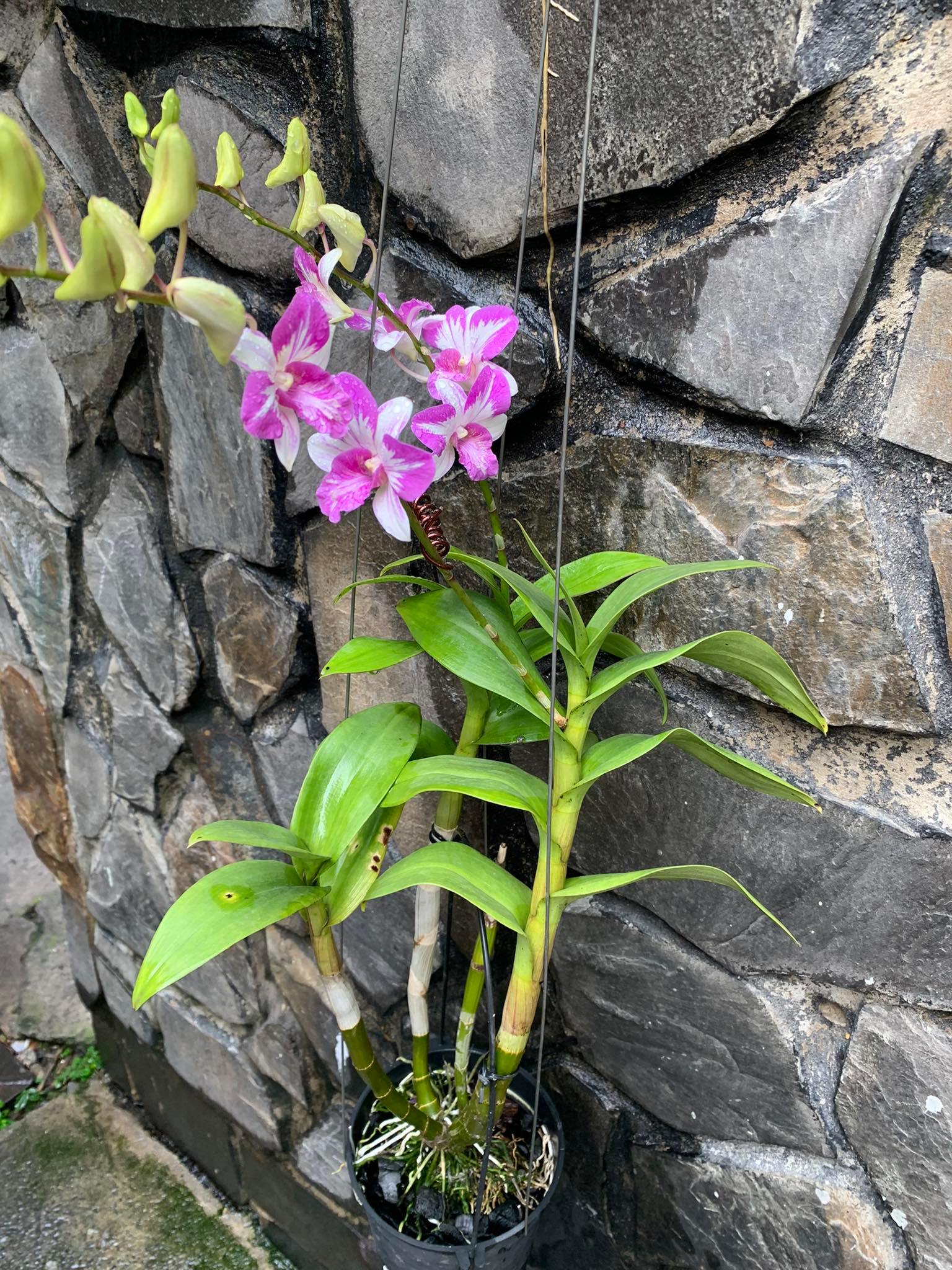 Kin Kin Bul 72WP Cho hoa lan