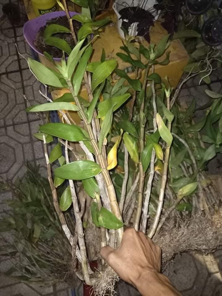 Hoa Lan hoàng thảo Thái bình(khóm 60cm trở lên) qq