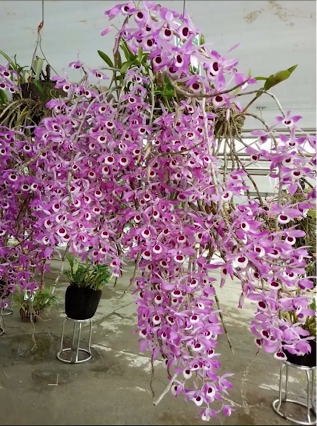 CÂY GIỐNG KÈN LAI CHÂU