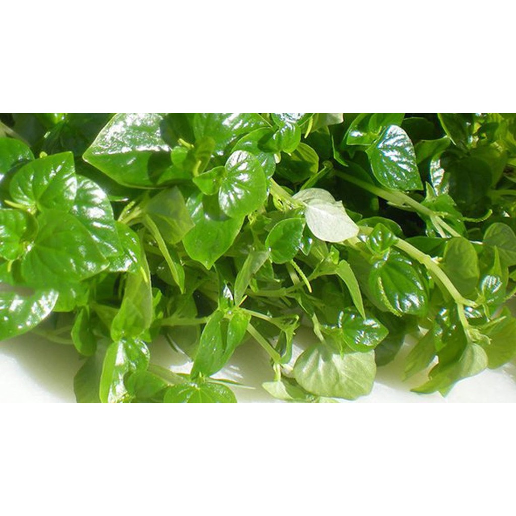 [HCM][Rau Củ Quả] - Gói 0.5gr hạt giống rau càng cua
