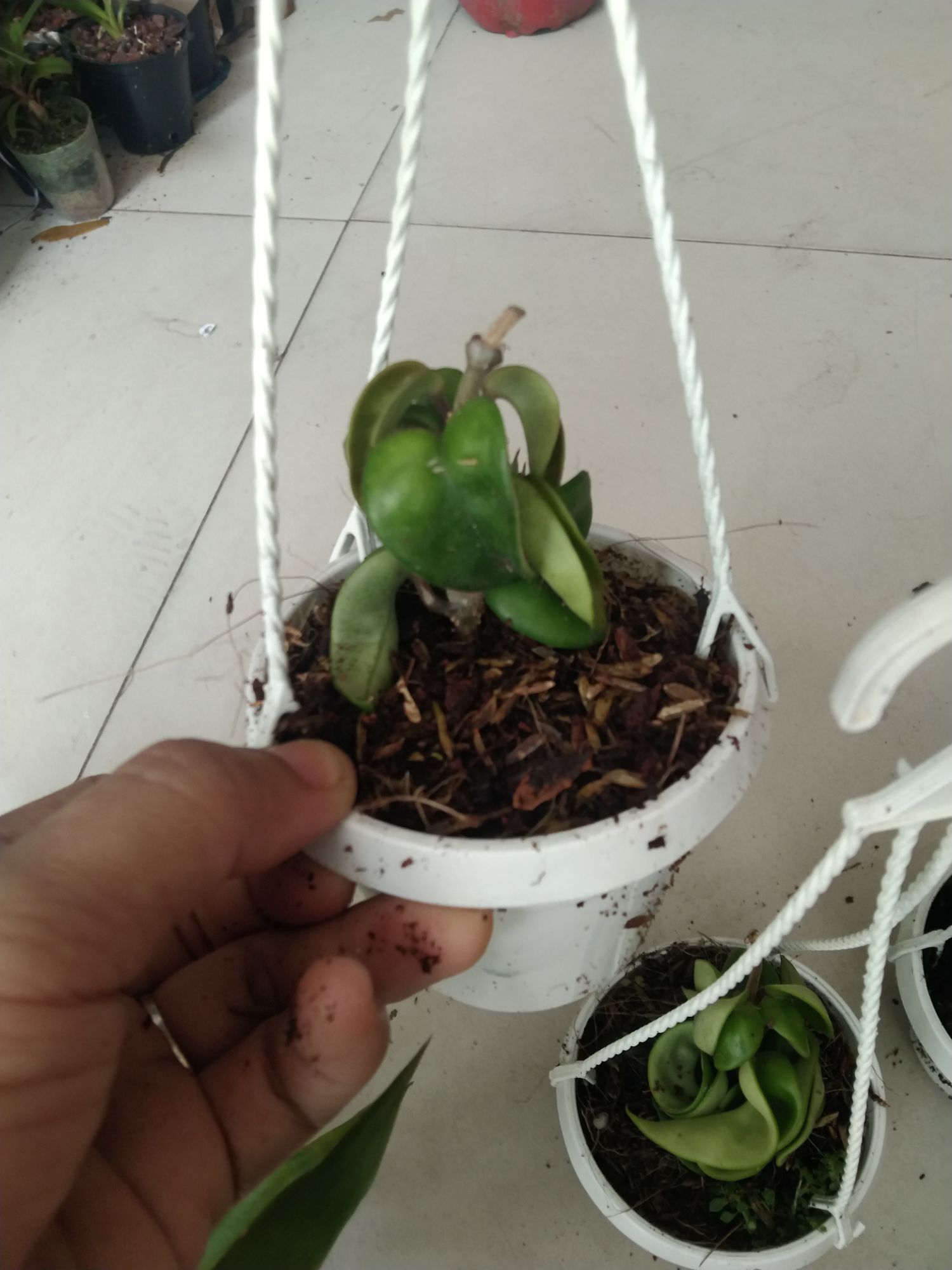 Cẩm cù xoắn cây giống