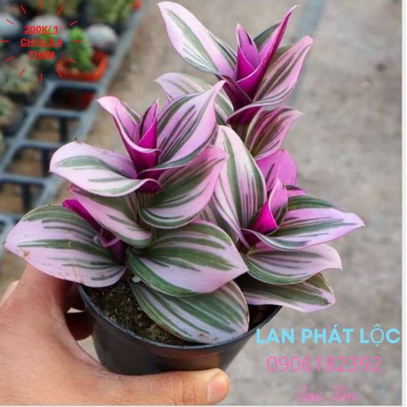 Cây hoa lan phát Lộc