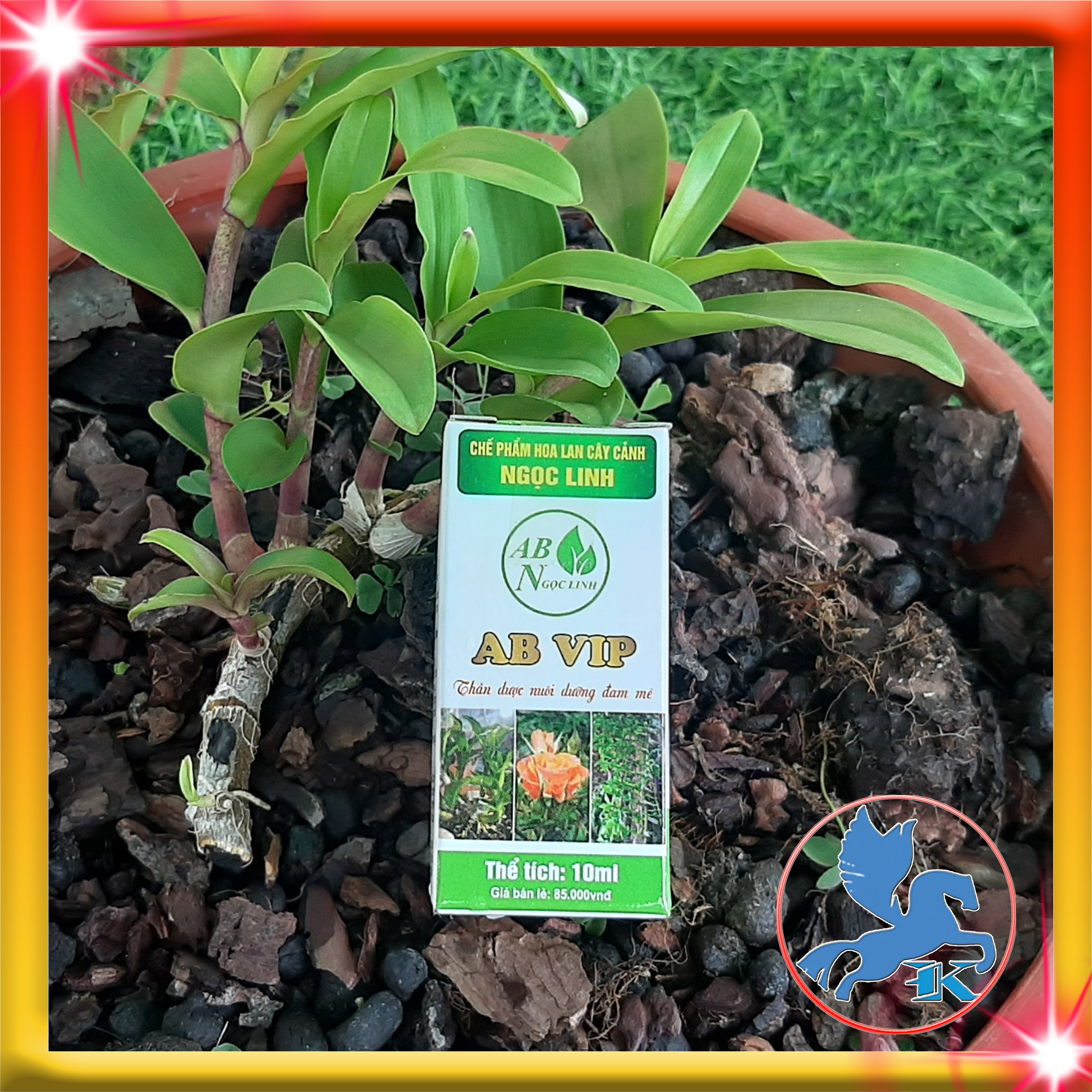 Chế Phẩm Ngọc Linh AB 10ml | Hỗ trợ phân bào cho Phong Lan