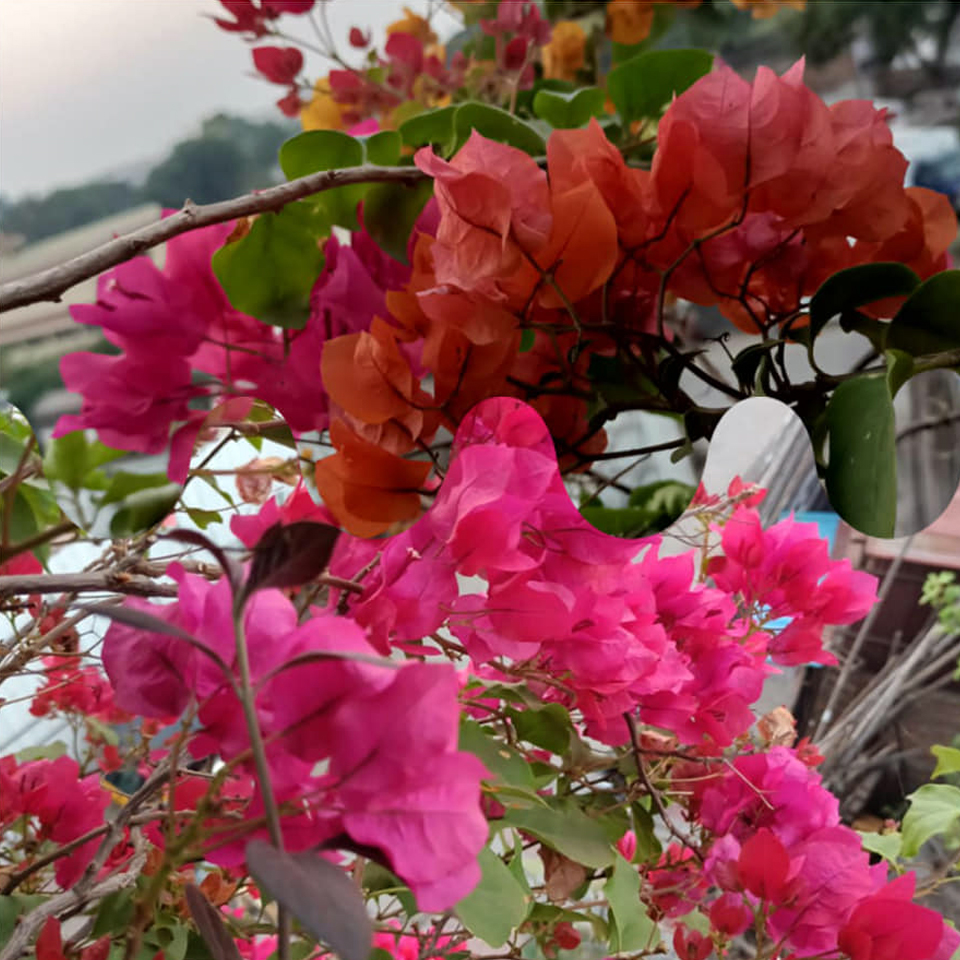 Phân bón kích hoa giấy SOF ra siêu hoa, chuyên dùng cho hoa giấy