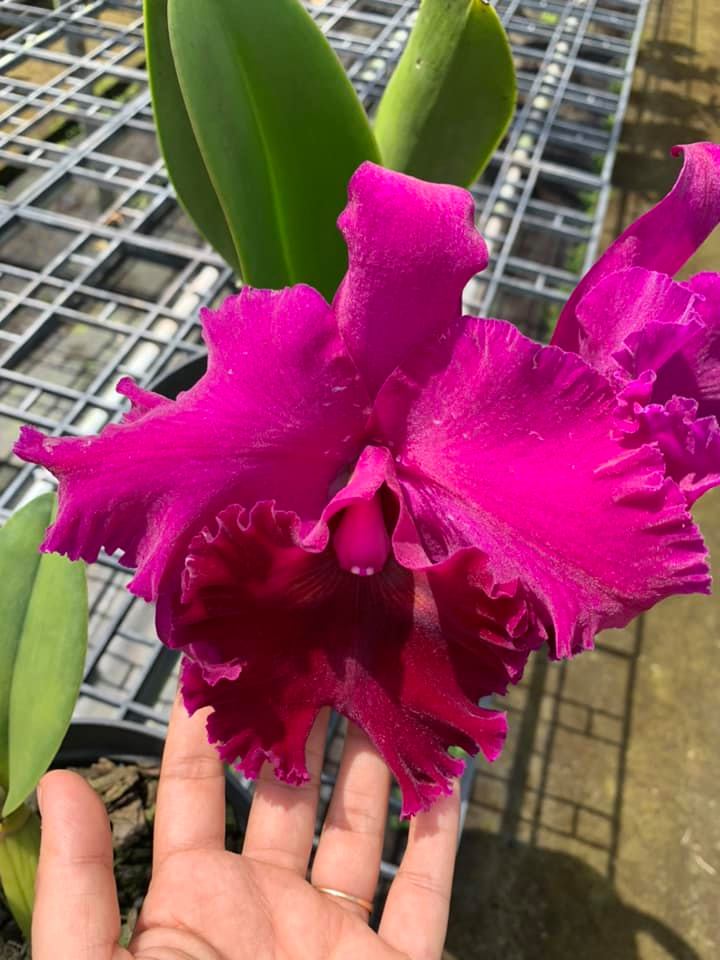 Cattleya- CHIA LIN- Chậu trưởng thành