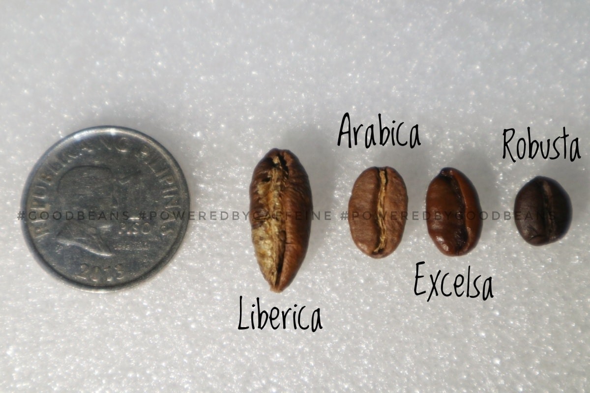 LIBERICA, Cà phê Mít Natural từ Di Linh - G.O Cafe Roastery