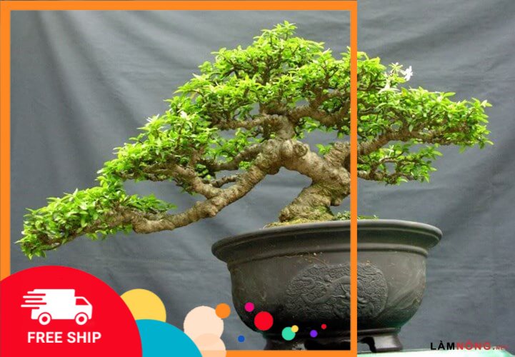 Mai chiếu thủy lùn bon sai, dáng đẹp thân đẹp gửi đi nguyên bầu