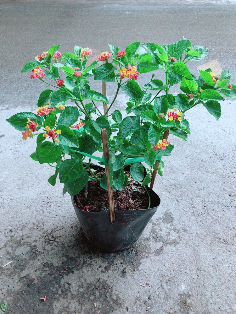Cây Hoa Ngũ Sắc (có sẵn hoa)
