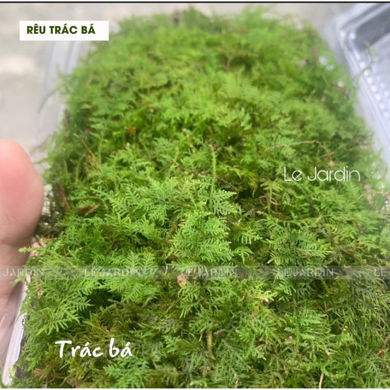 Rêu Trác Bá/ Trắc Bá set bình terrarium, gắn lũa, đá hồ bán cạn