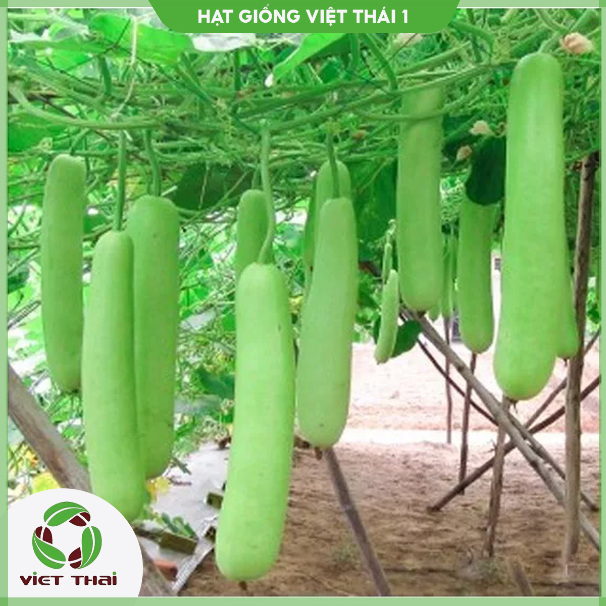 [SALE] Hạt giống Bầu Trắng TN - HGVT1