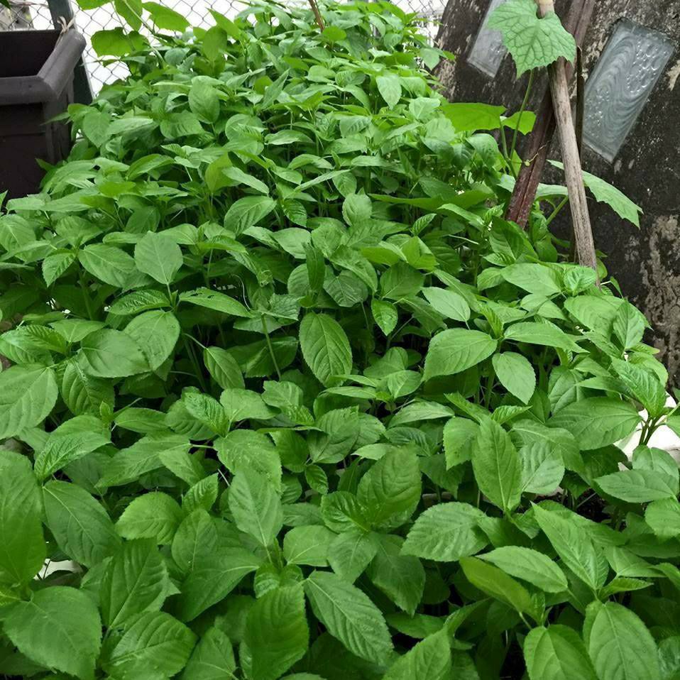 hạt giống rau đay đỏ và xanh