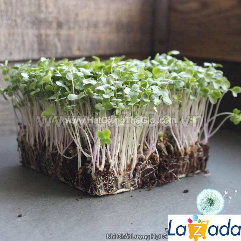 1KG Hạt Giống Rau Mầm Cải Ngọt (| Y10*W63)