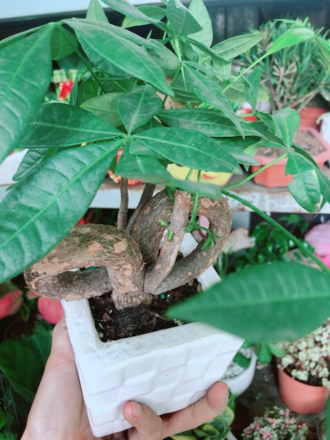 Cây Kim Ngân Nơ Kèm Chậu Sứ