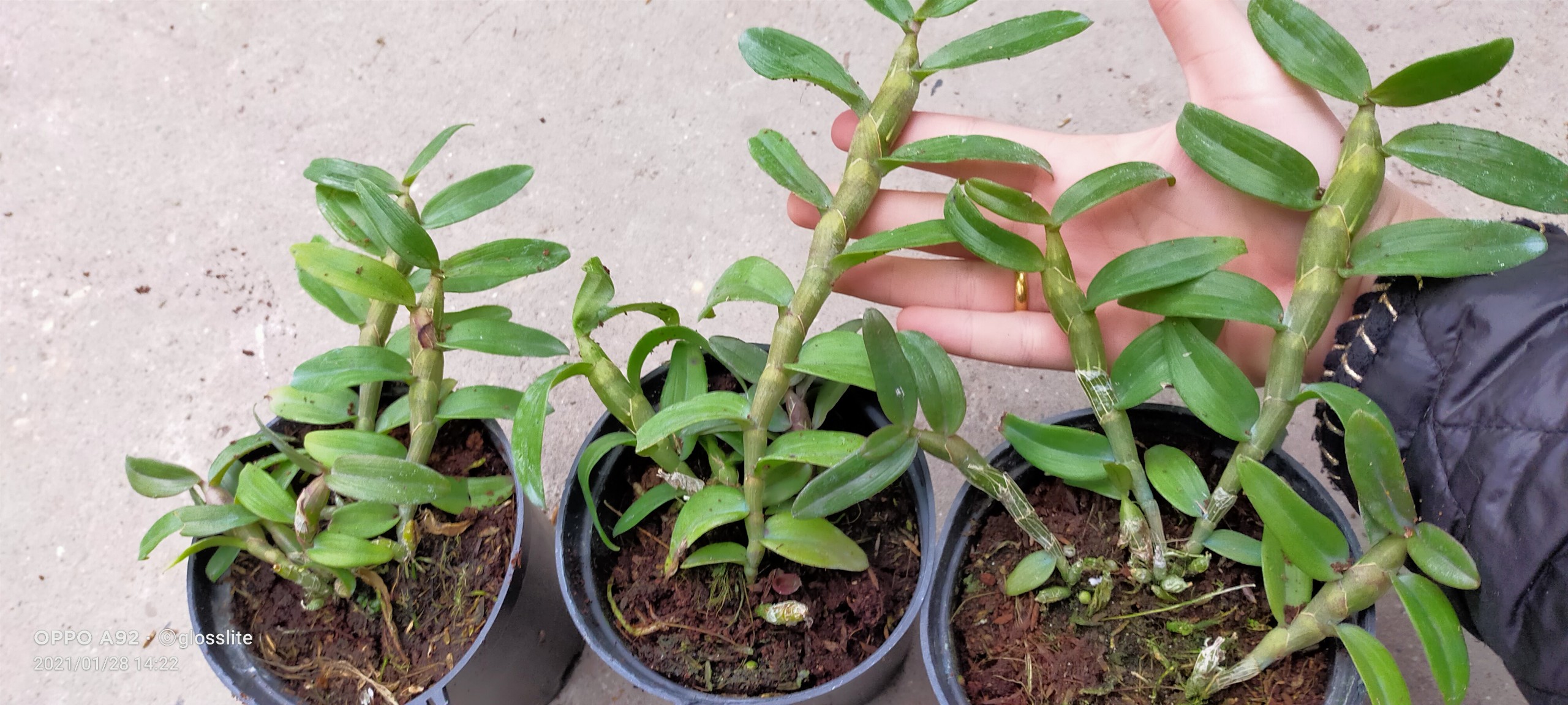 PHI ĐIỆP HỒNG NHẬT HẠ CHẬU NĂM HAI