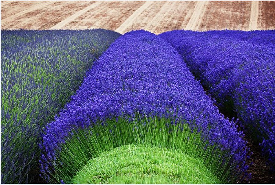 Hạt giống hoa oải hương ( hoa lavender ) - 100 hạt/gói