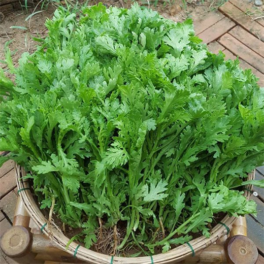 HẠT GIỐNG RAU TẦN Ô PN GÓI 20 GRAM