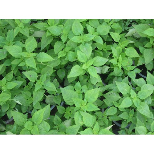 [HCM]HẠT GIỐNG RAU KINH GIỚI