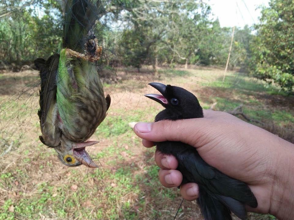 Lưới bẫy chim tàng hình Thái Lan