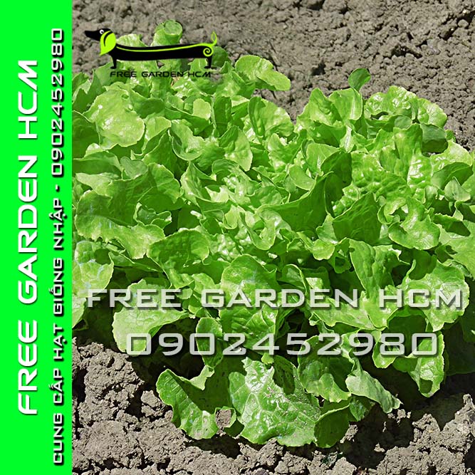 200 HẠT GIỐNG XÀ LÁCH OAKLEAF ĐỎ/ OAKLEAF XANH RZ Hà Lan (bọc men)