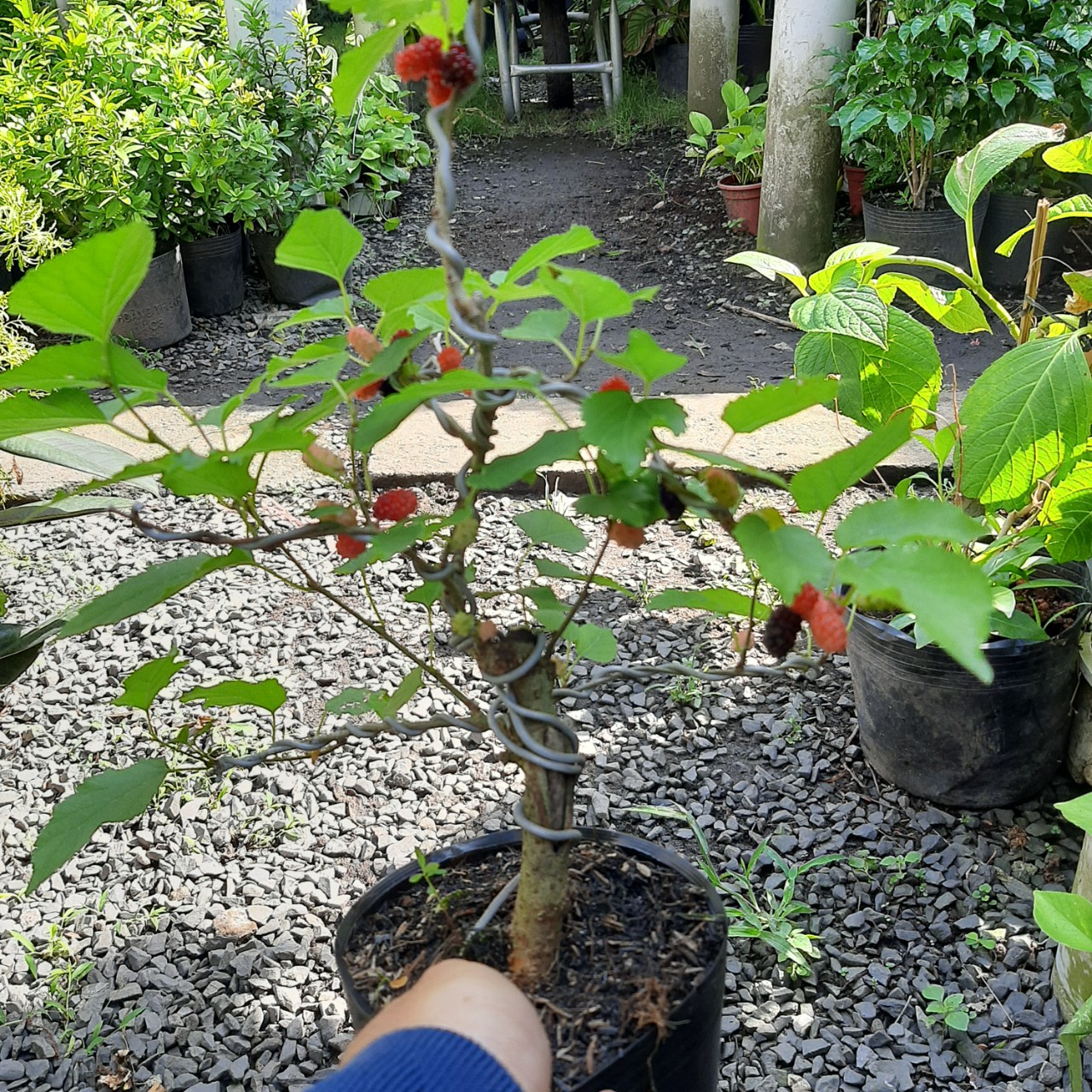 Cây dâu tằm Đà Lạt bonsai đã tạo dáng