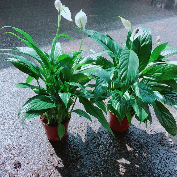 Chậu Lan Ý Có Hoa Sẵn