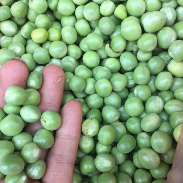 [ SP Mới Về] - Combo 3 gói Hạt giống rau mầm đậu hà lan