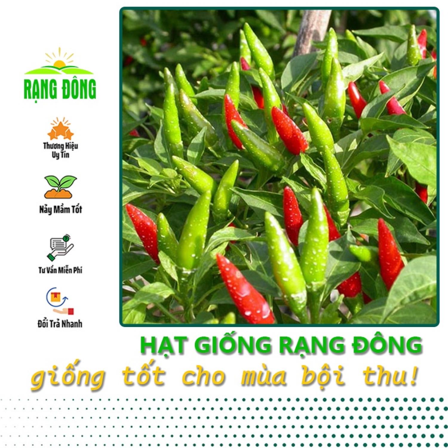 Hạt giống ớt chỉ thiên siêu cay 1gr - hạt giống rạng đông