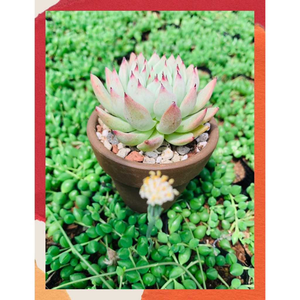 CHẬU ĐẤT NUNG ĐEN 🎁 SIÊU PHẨM TRỒNG SEN ĐÁ 🎁