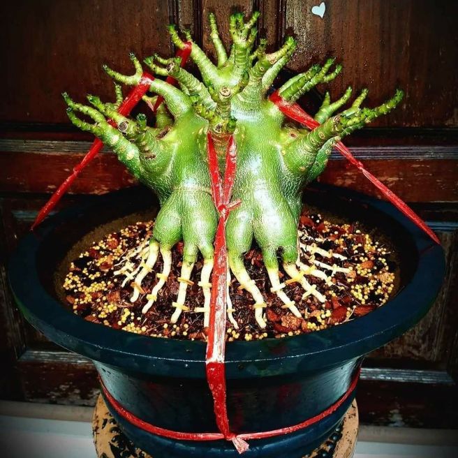 Gói 10 hạt giống sứ thái kim tự tháp. Giống mới siêu tàn nhánh