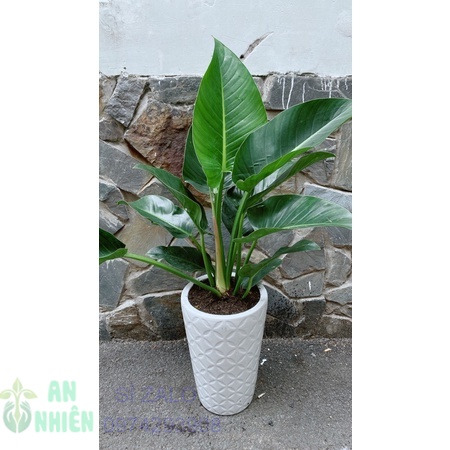 Chậu cây trầu bà đế vương