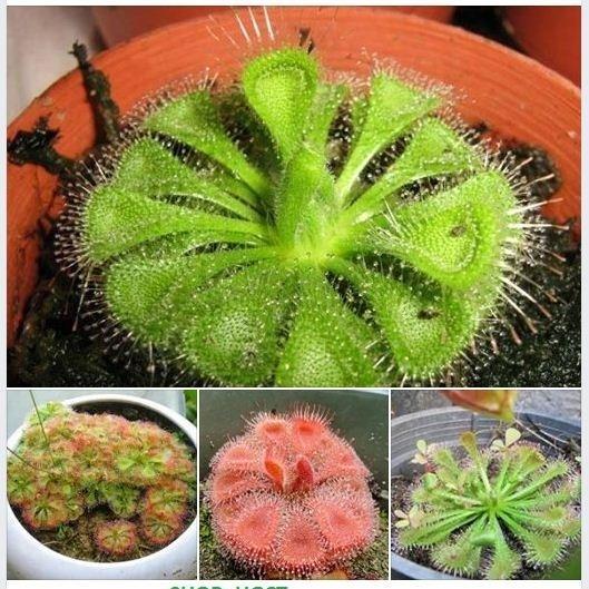 Hạt giống cây bắt mồi gọng vó 10 hạt (TẶNG gói kích thích hạt nảy mầm)