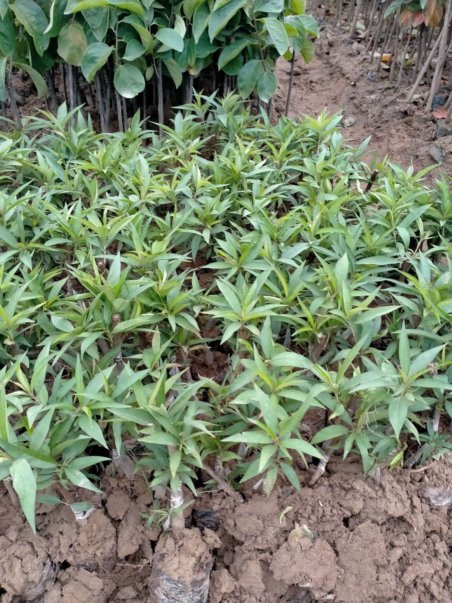CÂY GIỐNG ĐÀO BÍCH ĐÀO PHAI TẾT CHO HOA