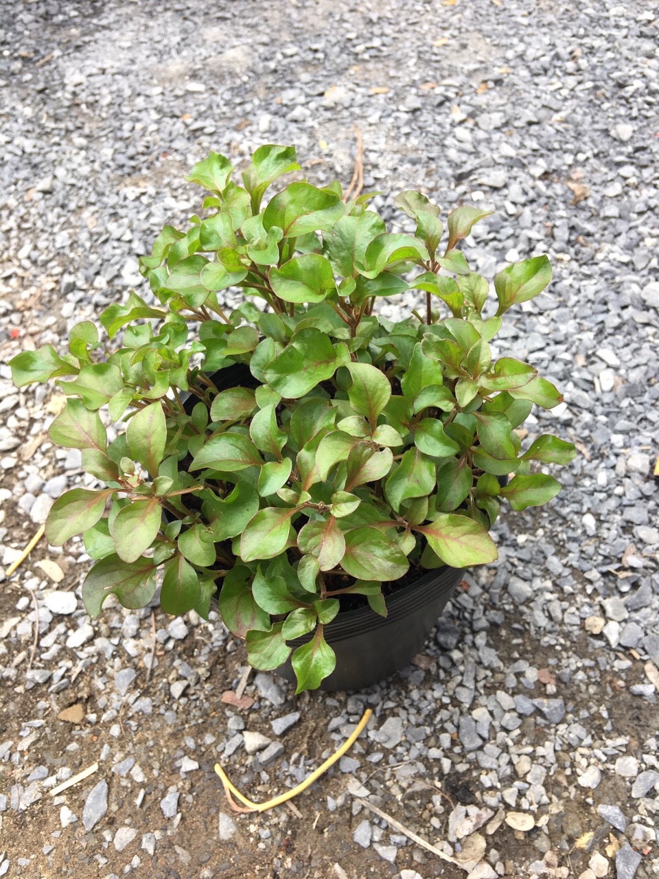 Chậu cây giống rau dền Nhật - cải Xoong Nhât- giống rau bổ dưỡng cực dễ trồng