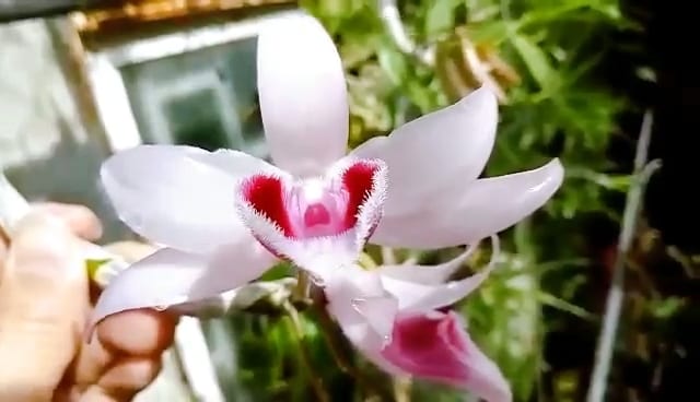 Cây giống hoa lan ĐăkLei (hàng rừng  nhân ki 15-25cm)