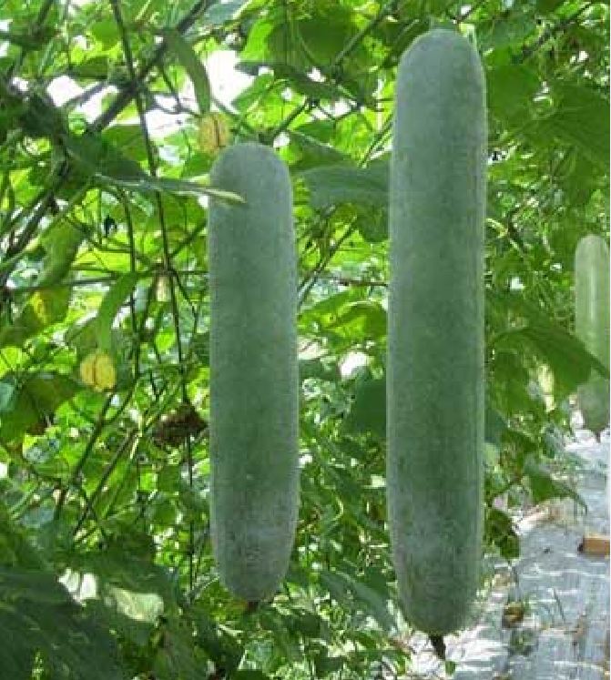 Hạt giống bí xanh dài  -Bí đao (bí sặt) – 2Gram ( 30 hạt )