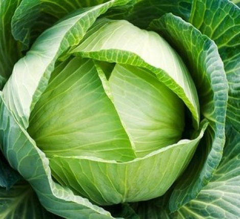 Bắp cải (1 bắp)~ 2kg