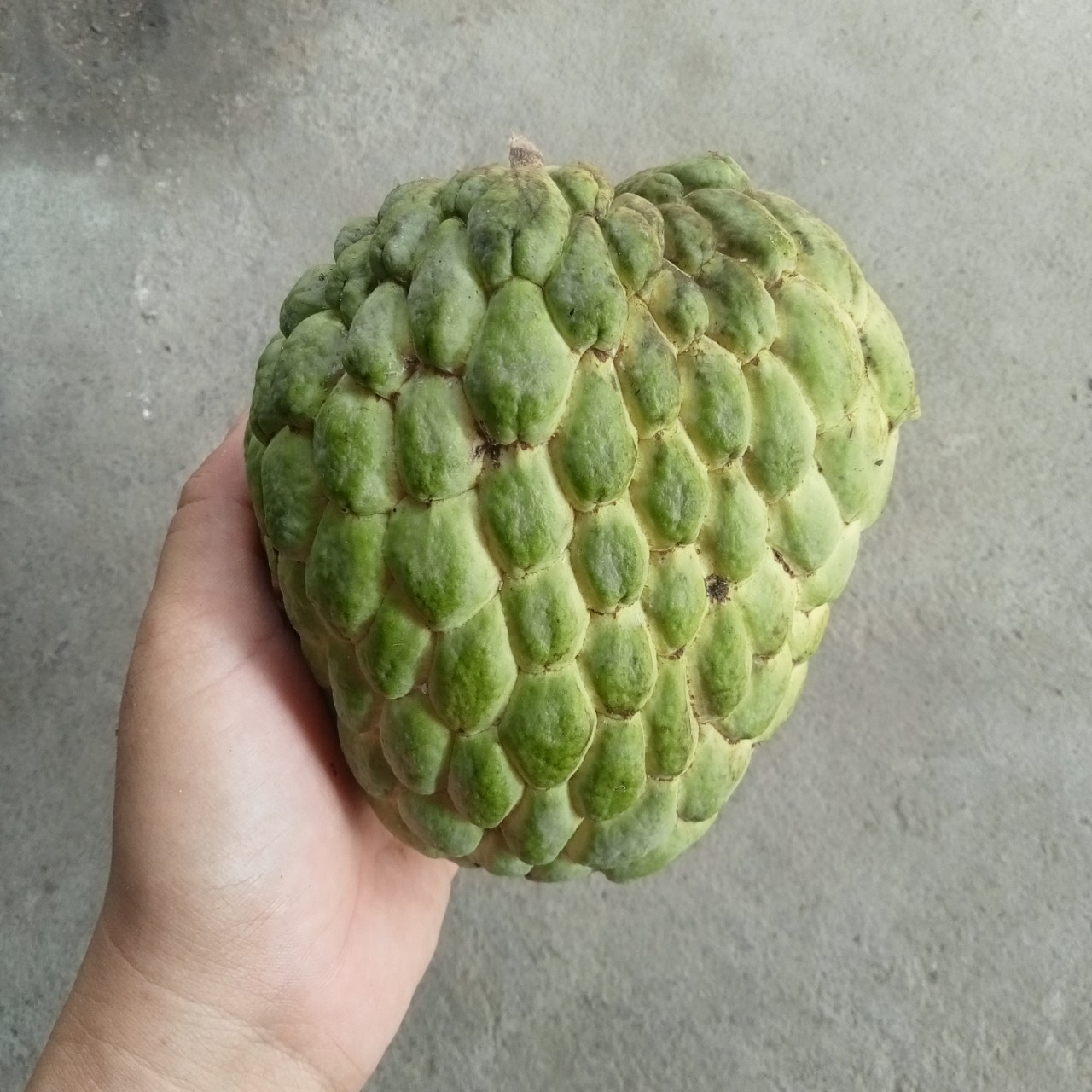 20 Hạt Giống Mãng Cầu Na Thái