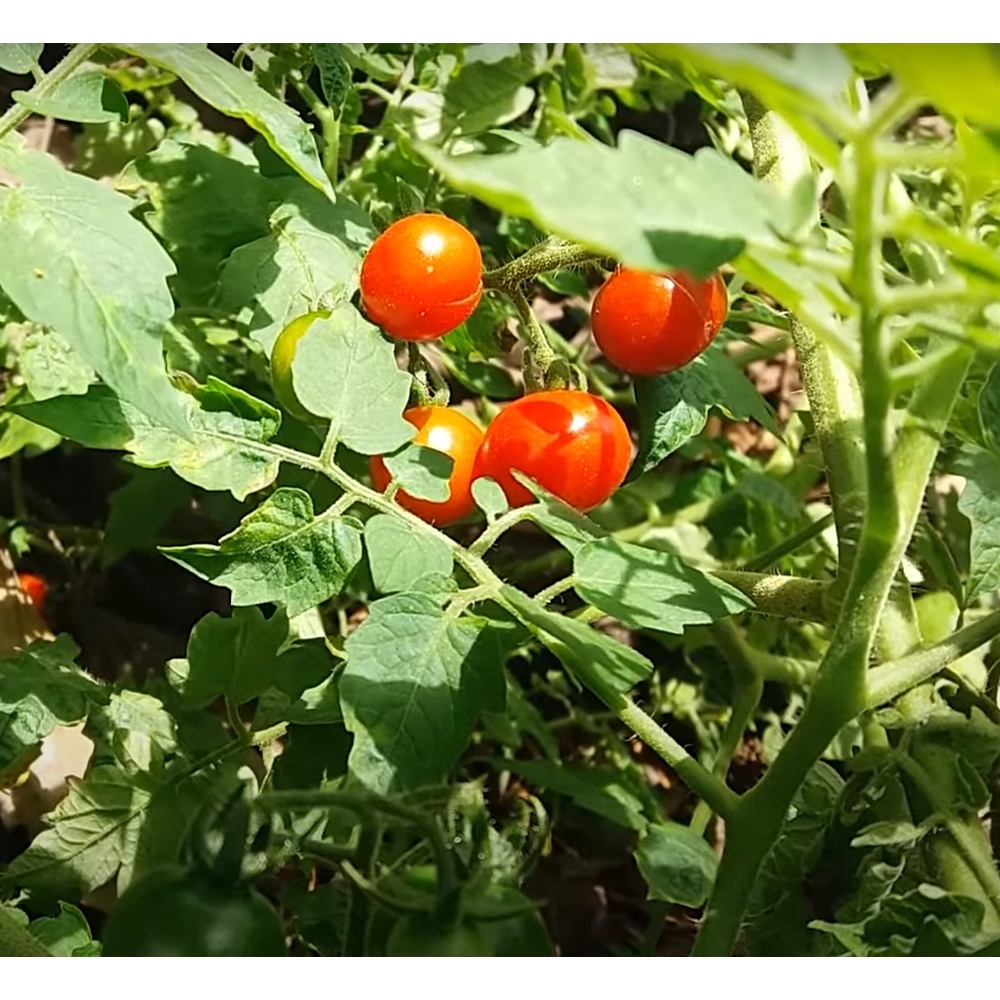Hạt giống cà chua bi rừng ( cà chua bi dại )