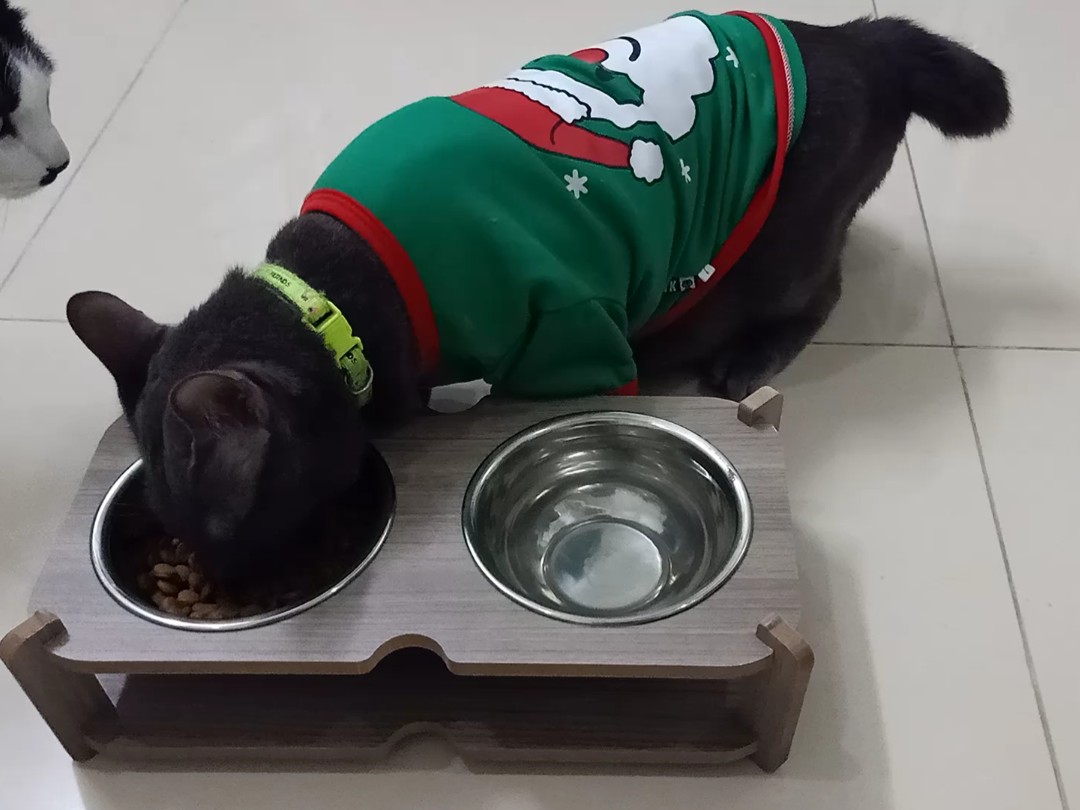 [HCM]Bát Ăn Đôi Cho Thú Cưng